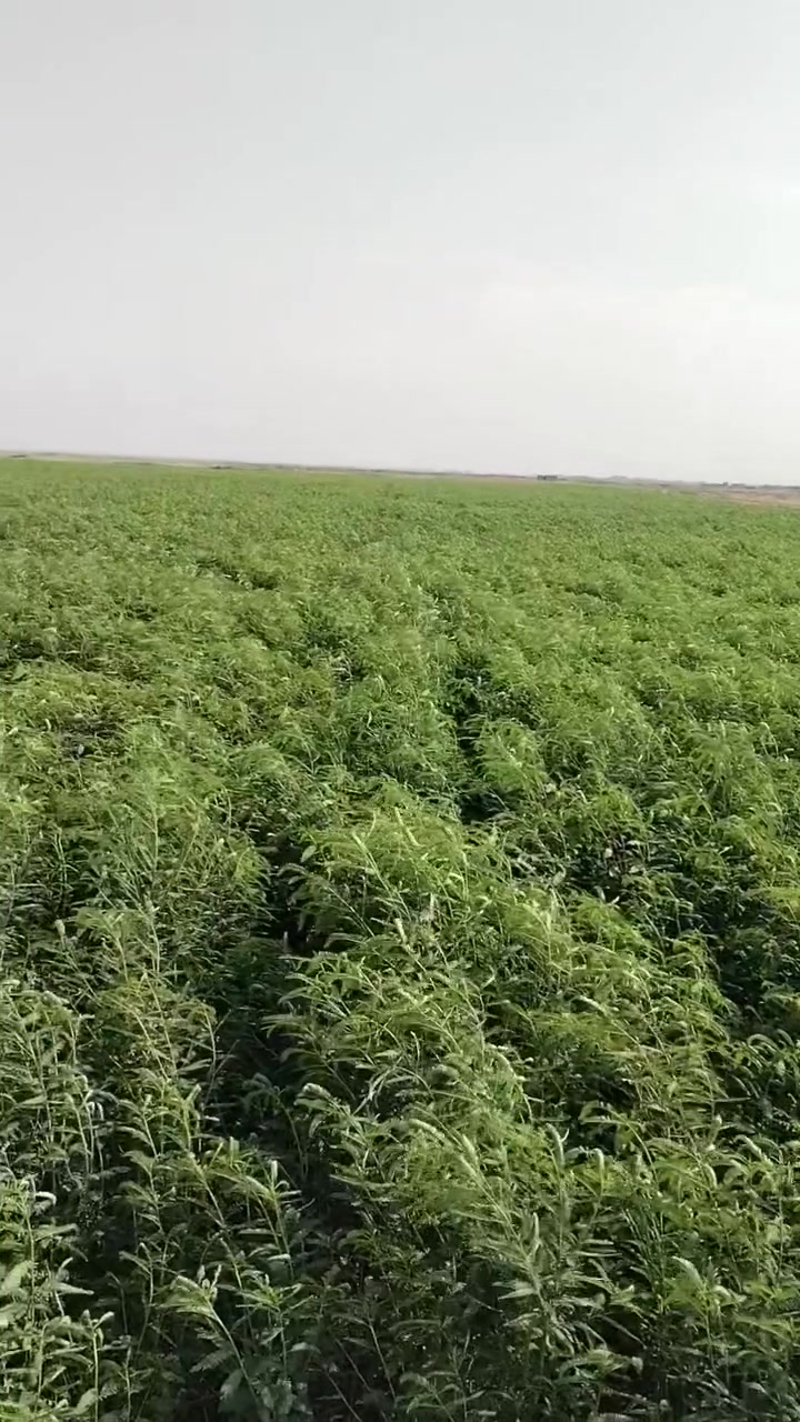 سيسبان فول 40دونم قريت  الميمون الستفسار عل رقم ***********
