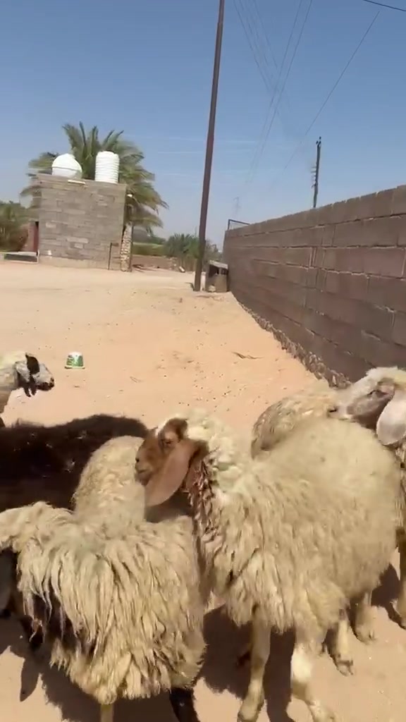 ١١راس غنم سن وشطرمال مجنوي شرط نصاح سعر زوج ٨٣٥ اي استفسار اتصل علا رقم *********** مكانه حديثه الخفاجيه
