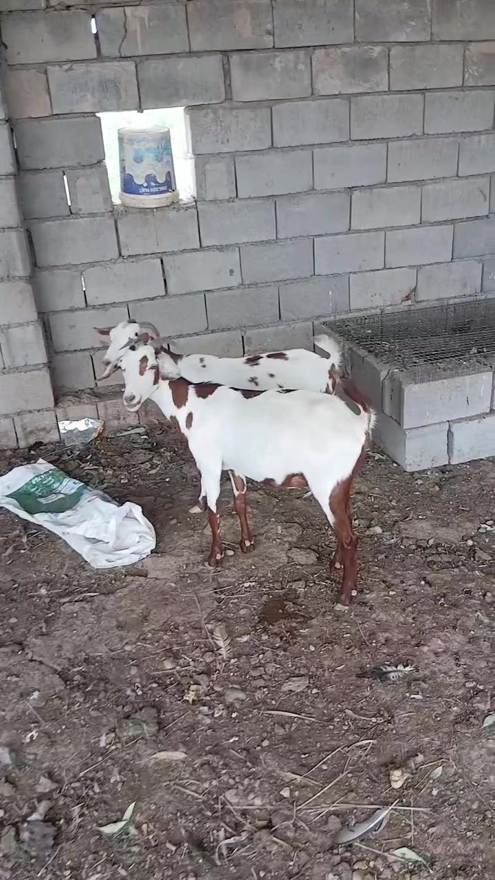 زوج عنوز • عشار • للبيع