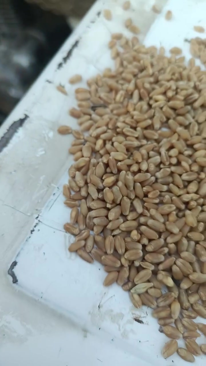 حنطة عربية • نزار • طوز خروماتو