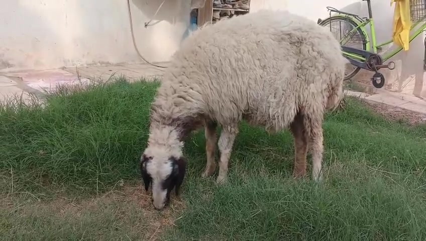 ورجينه كافزه • توصيل • بغداد حي البتول