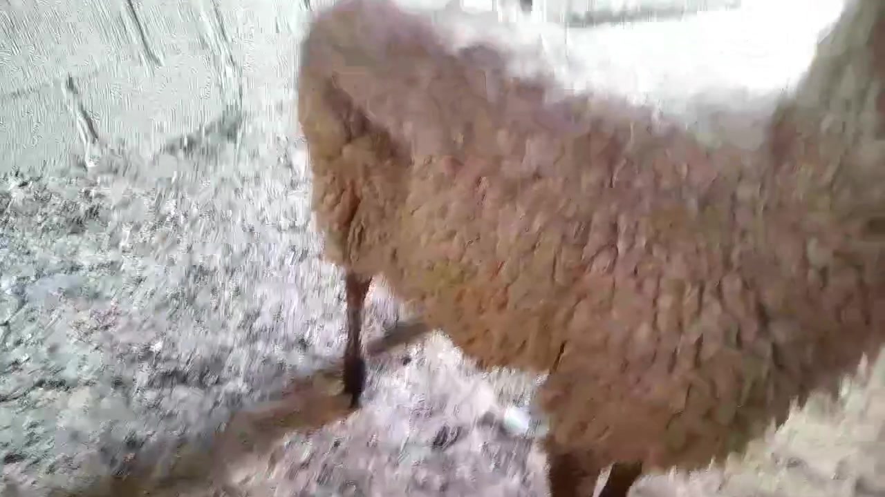 غنم للبيع تفاصيل على رقم ***********
