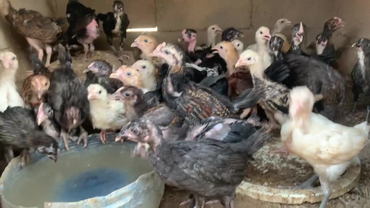 متاح أفراخ عرب للبيع العدد 23تك مكان كركوك واحد حزيران سعر الزوج اب 10وبيه مجال بسيط ***********
