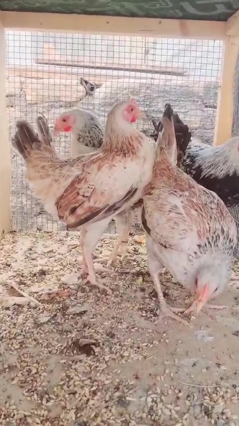 سيت دندراوي • خط أول • مستواهن واضح