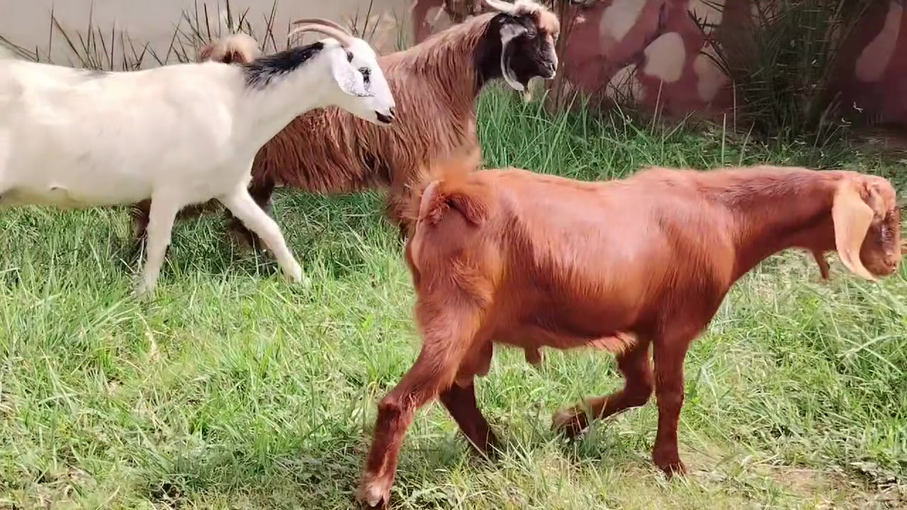 عنز • مكفولات • بيجي