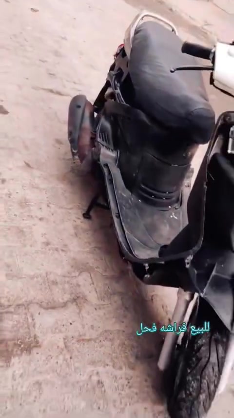 فراشه فحل • نضيفه • توه مجفته