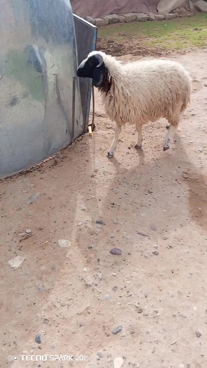 طلي خشن • للبيع