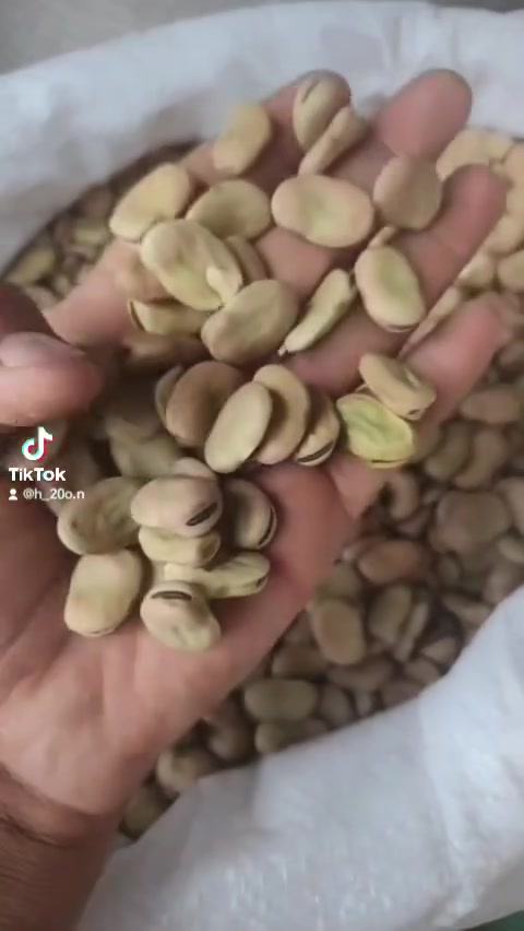 يا الله السلام عليكم متوفر باجله عراقيه بنت الكرطانيه أصلي بذور العنوان واسط قضاء الصويره الرقم *********** وبانسب لأسعار
