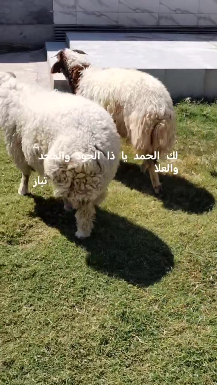 طليان فحله ثنين للبيع شرط النصاحه 

📌العنوان: التاجي منشأة نصر 

#السعر ع الاتصال 
*********** واتساب 
*********** واتساب
