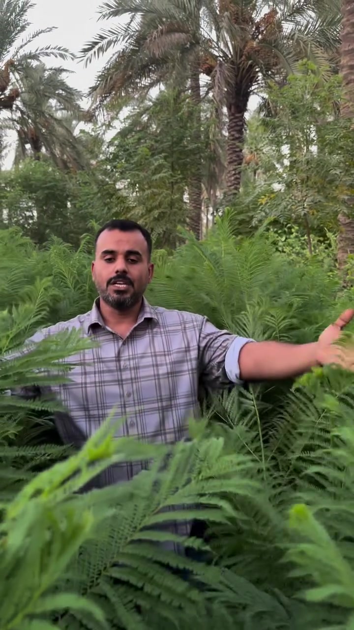 الجاكراندة البنفسجية 💜

تقاوم درجات الحرارة العالية 
وتزهر بلون بنفسجي مميز 💜

متوفرة بمشتل حسين الزراعي وبكميات كبيرة،
وبأسعار تبدأ من 5,000 إلى 12,000 دينار.

📍 العنوان: كربلاء – طويريج – الحولي – بعد الجسر الثاني باتجاه الحلة

📞 للحجز والاستفسار: ***********
