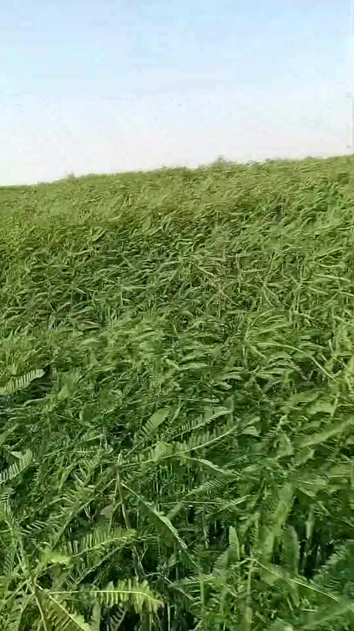 اسلام عليكم سيسبان للبيع 70دونم قضاء الرفاعي اسعيدان منطقة ال رويحان ***********
