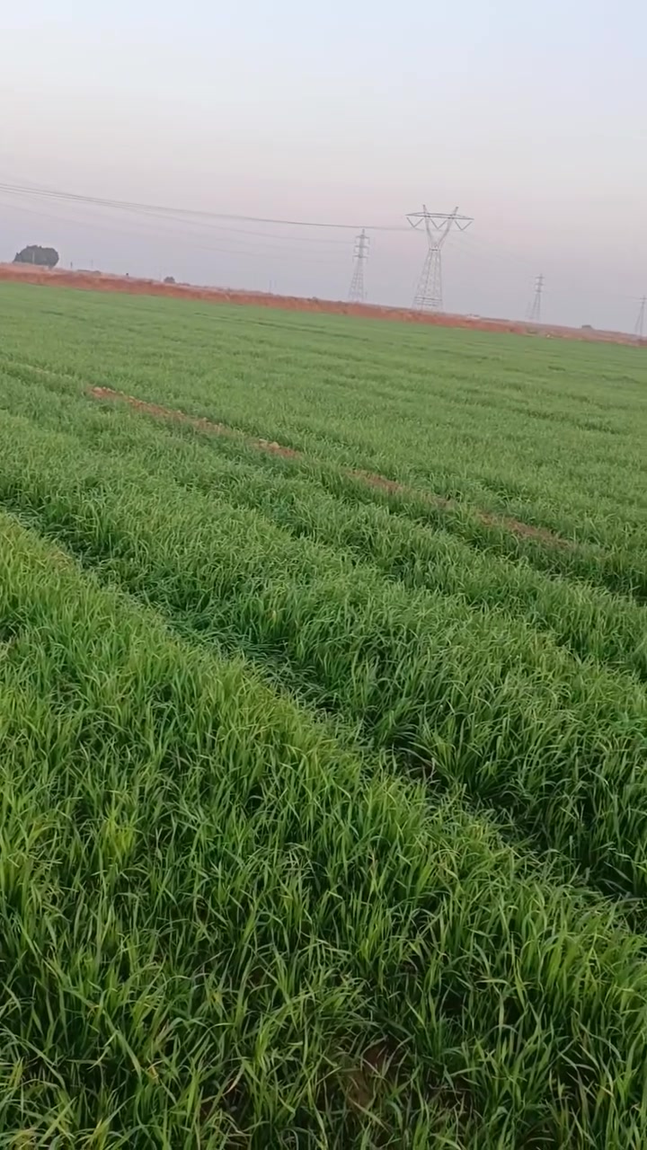 سلام عليكم كاع زراعيه للبيع مساحه 20دونم مكانه واسط الحسينيه شاخة المغاربه صدر ماي بيه بيت بلوك بناء حديث مساحته 200م للأستفسار تصال على الرقام الاتيه(***********)(***********)
