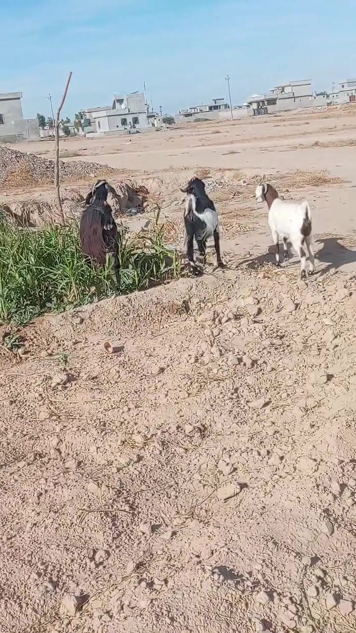 ٣ معزه • بحظ راعيهن • سنهن فول