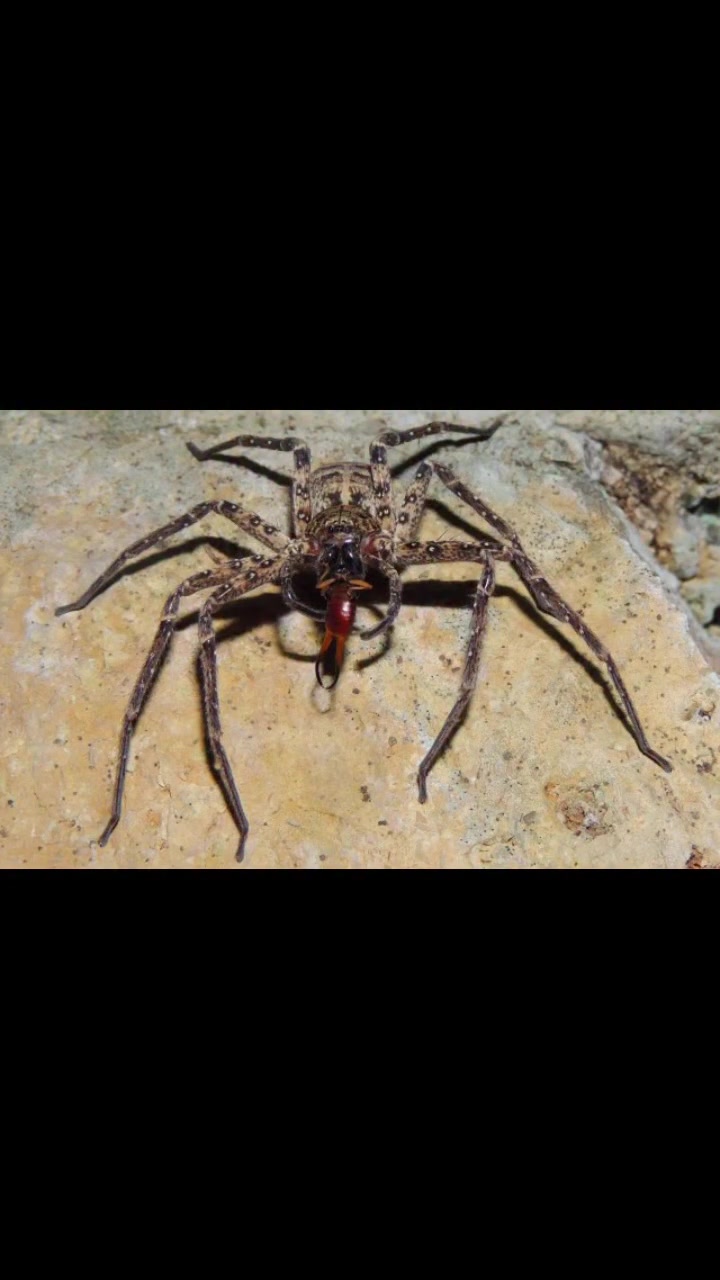 إعلان مكافحة العناكب

🕷️ تعاني من انتشار العناكب داخل المنزل أو على الواجهات؟

نستخدم مبيدًا متخصصًا لمكافحة العناكب، مناسبًا للمعالجة داخل المنزل وعلى الواجهات، مع تطبيق احترافي يستهدف أماكن اختباء وانتشار العناكب.

✅ مبيد متخصص
✅ مكافحة للواجهات وداخل المنزل
✅ استخدام احترافي وآمن وفق تعليمات المبيد
✅ خدمة مجرّبة ونتائج مضمونة حسب شروط الخدمة

📞 للحجز والاستفسار/***********
شركة درع الأنبار لمكافحة الآفات وحشرة الارضة
بادارة /المهندس/علاء سعد ذنون الشمري.
