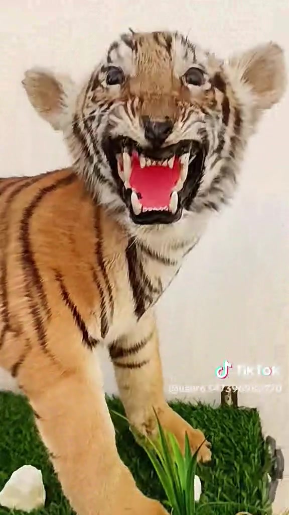 للطلب والاستفسار خاص واتساب للرد السريع *********** يوجد توصيل 
يرجى المتابعة للمزيد صاحب المميز
