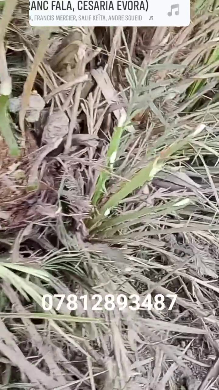 تنظيف نخل • نخل قديم