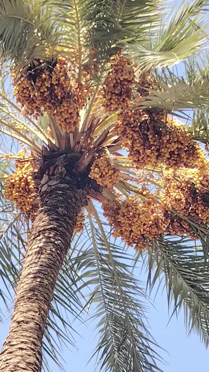 بستان ضمانه للبيع بي اكثر من ١٠٠ نخله زهدي  مكاني حله ورديه خارج  ***********
