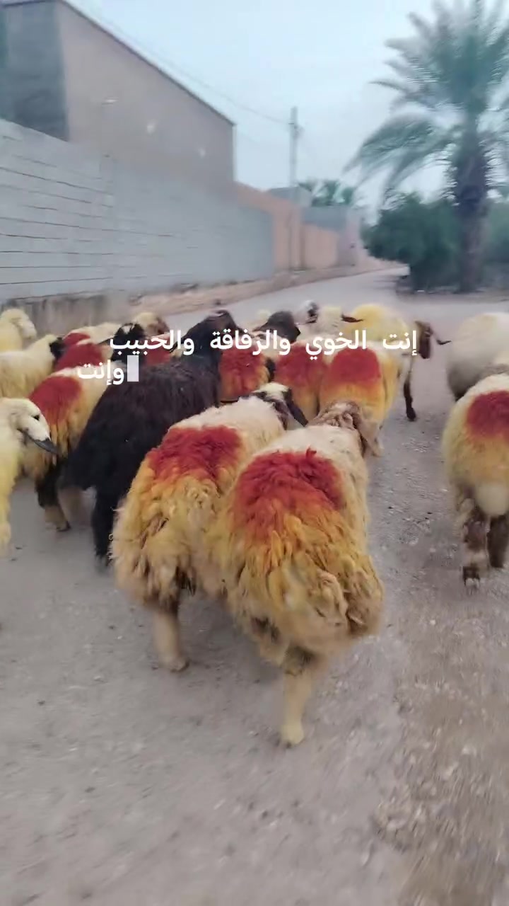 دجاج خط أول • ٢٠ • القائم الرمانه