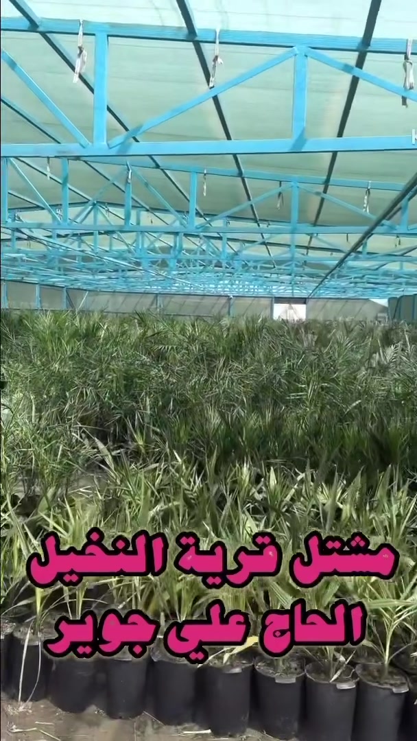 🌴مشتل قرية النخيل – للحاج علي جوير🌴

مشتل قرية النخيل يقدم لك مجموعة واسعة من الفسائل بأفضل الأسعار وجودة مضمونة، مع خبرة تمتد لسنوات في الزراعة والرعاية مع ضمان حتى الثمار 
🌴يتوفر لدينا كافه انواع الفسائل المحليه والعالمية من مختبرات عالميه وبجوده ممتازه 🌴
🌴يتوفر لدينا كادر مختص لزراعة جميع انواع الفسائل العالمية والمحلية 🌴
🌴 طريقه تحميل وشحن وجبة جديده من الفسائل النسيجيه من مختبرات عالميه ضمان حتى الثمار 🌴

📍 الموقع: ديالى /الخالص / طريق العامرية 🌴
📞 للاستفسار: *********** - ***********

#مشتل_قرية_النخيل #فسائل_نخيل #نخيل_العراق #زراعة #الخالص
