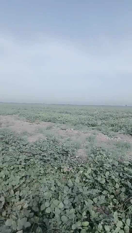 ١٠٠ دونم • بل صويره • ثروة حيوانية