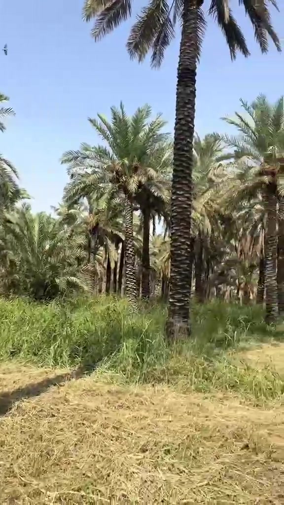 دونم ونص • طابو زراعي • قرب دجلة ٧٠٠م