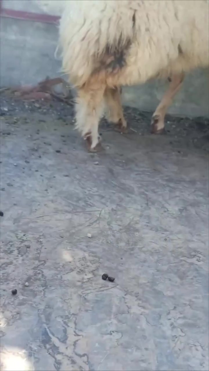 دجه بكمه خشنه وحالها فول الفول 
وين اليدور شي نادر وين اليدور الحلال الزين 
مكاني شرقاط قريه شكراً 
***********

