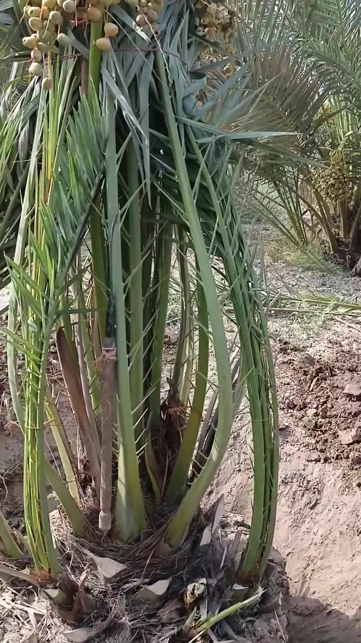 بسم الله الرحمن الرحيم عشاق ومحبي زراعه النخيل في كل مكان وفقنه الله وإياكم بقلع امايات البرحي هيه وفسائله متوفر امايات نشو ارتفاع متر مكاني بصره أبي الخصيب ***********
