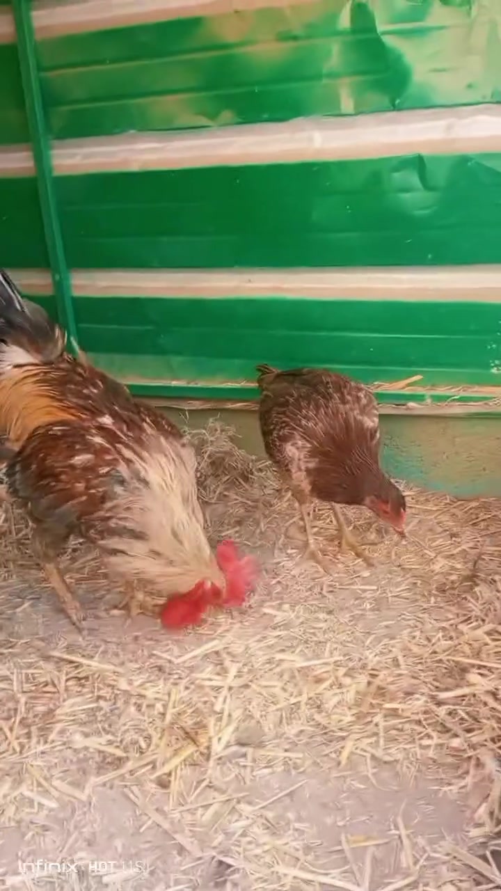 ديج • دجاج عرب • سبع البور الضباط