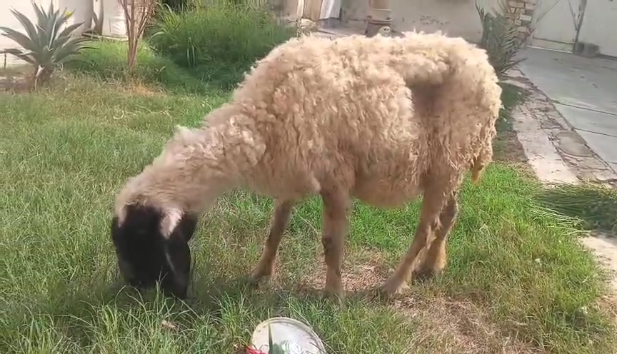 طليه ورجينه • حي البتول بغداد • توصيل