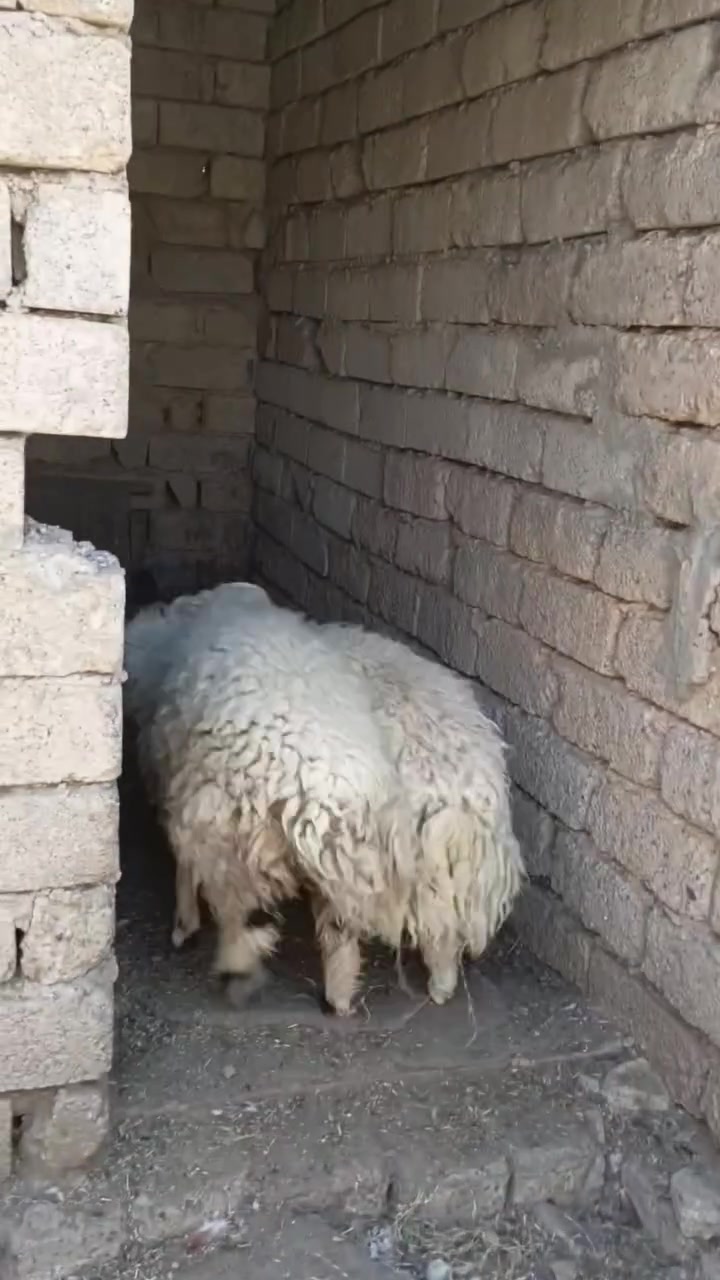 طليان درجه اولى • خشنات وسمان فول • المالحه الغربيه