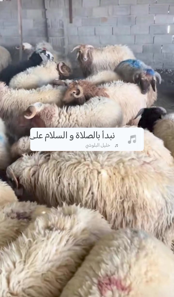 لحم طلي • توصيل موجود • قرب مدرسة صناعه