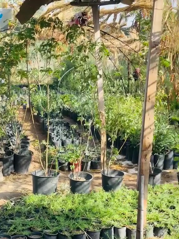 مشتل الجمعيه
يتوفر لدينا مجموعه من النباتات الخارجية والظليه 
سنادين سيراميك وفخار... سنادين بلاستك...منشط زراعي
ستانات حديد وخشب... بتموس هولندي و عراقي...ملمع نباتات..دوارق..وجميع انواع النباتات الظليه والخارجيه
................ بأنسب الاسعار....اهلا وسهلا...................
................لسنا الوحيدون ولكننا الأفضل ...............
👍🪴🪴🪴🪴🪴🪴🪴🪴🪴🪴🪴🪴👍
الدجيل الجمعيه خلف الدفاع المدني 
للاستفسار والحجز مازنجر واتساب ***********
