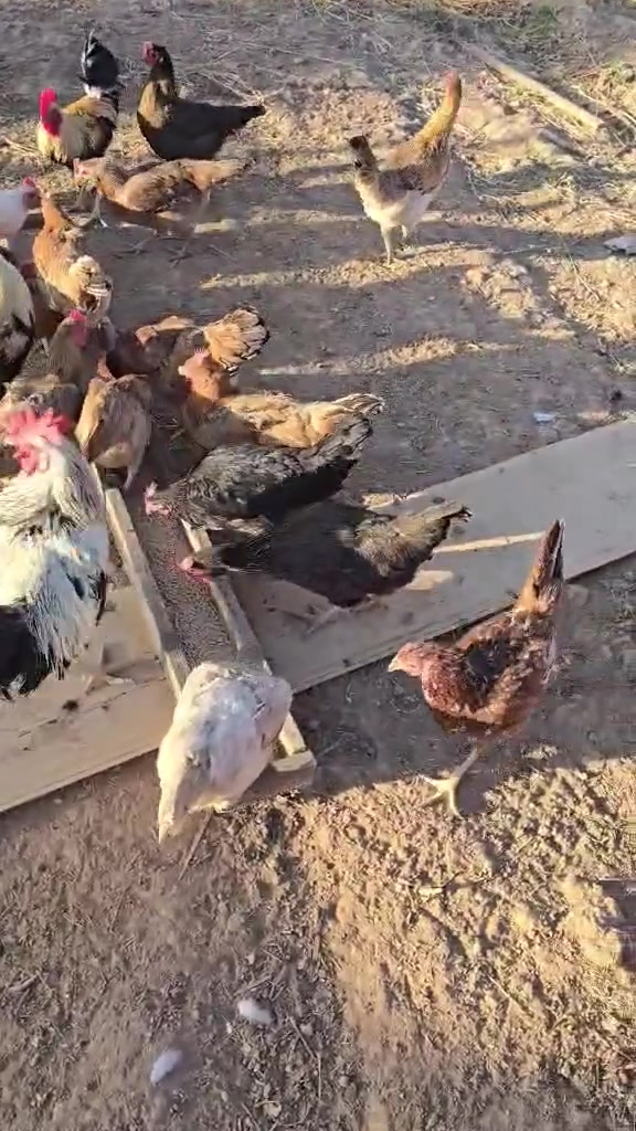 متاح دجاج للبيع  مكان العلم الدبسه ***********
