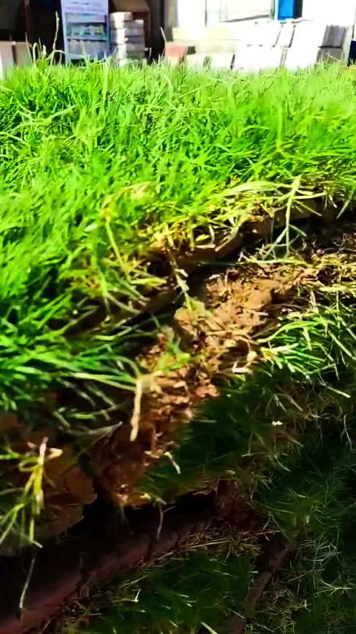 تم وصول ثيل هندي لدئ #مشتل_الناعور والكمية محدودة سارع بالحجز قبل نفاذ الكمية 
المكان هيت شارع جوه الجبل مقابل مكتبة كنوز العلم
الاسعار تنافسية 😉👌
#لسنا_الوحيدين_ولاكننا_الافضل
