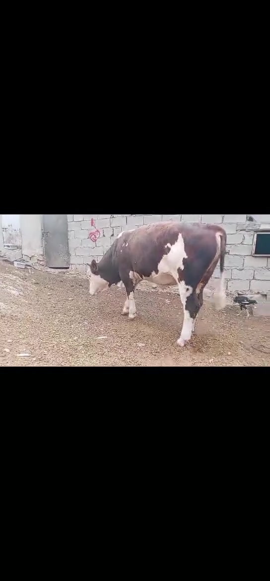 عجل سيمينتال • ٤٥٠كغ • أصلي