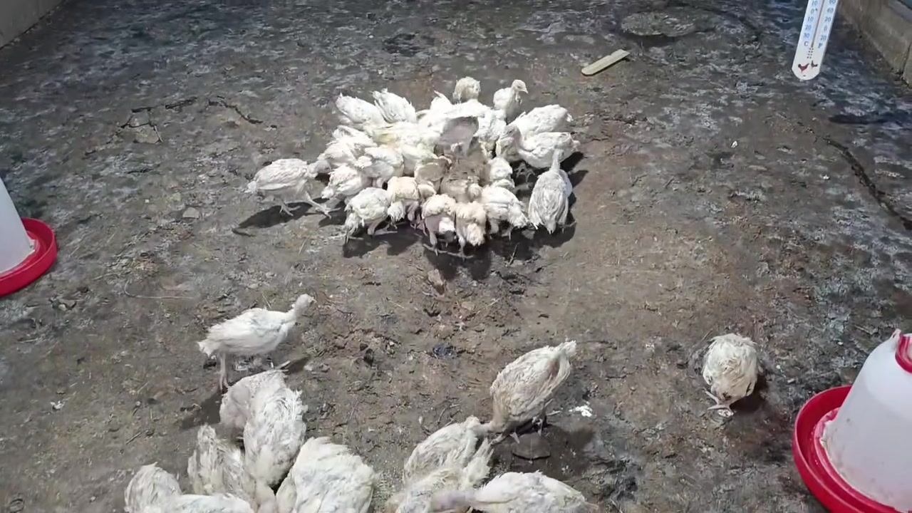 جوتي • ٥٠ قطعة • أصلي