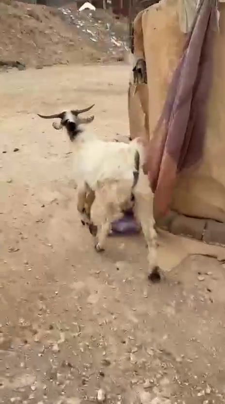 جدي • سمين • خشن