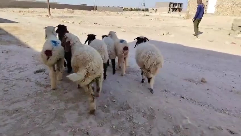 خرفان 7 خشنات وسمان شتريدهن يرهمن ذبح او ربط مكفولات شرط النصاح
المكان حديثه/سعر الزوج 570
أي استفسار ع الرقم
***********
