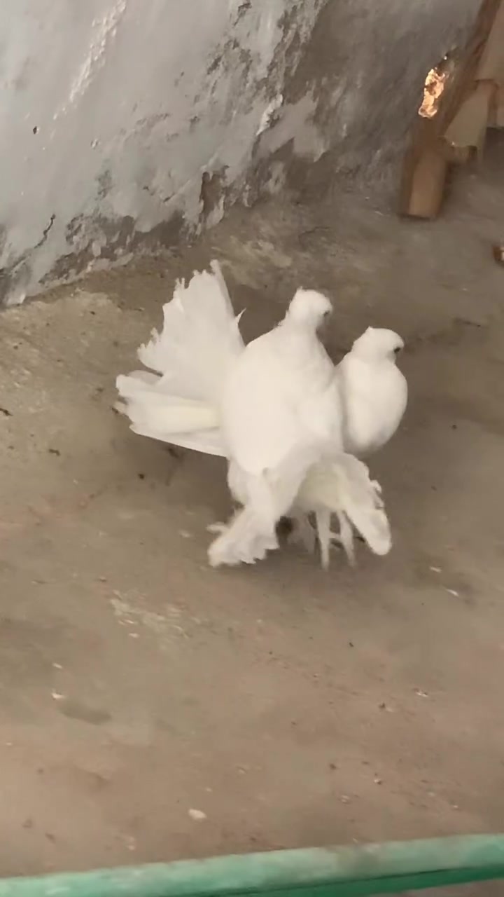 للبيع هنه وقفصهن 30قفل
