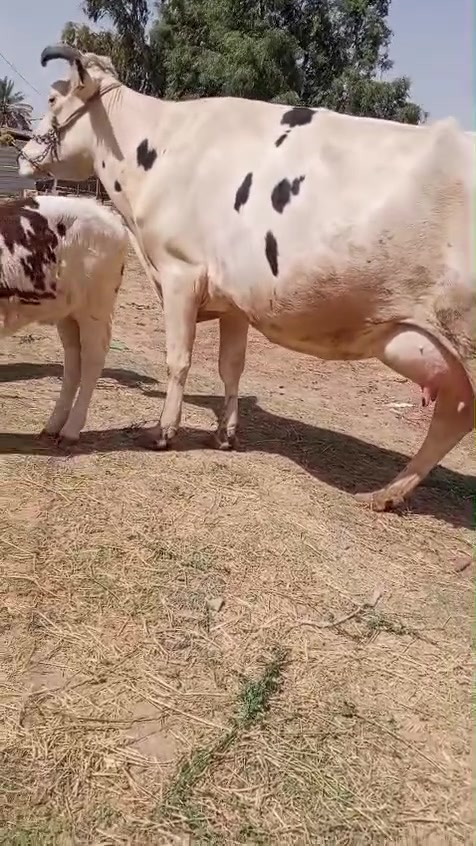 ياالله دابه مطفل وراها نثيه سيمتال على كل عيب مكان بغداد ابي غريب رقم ***********
