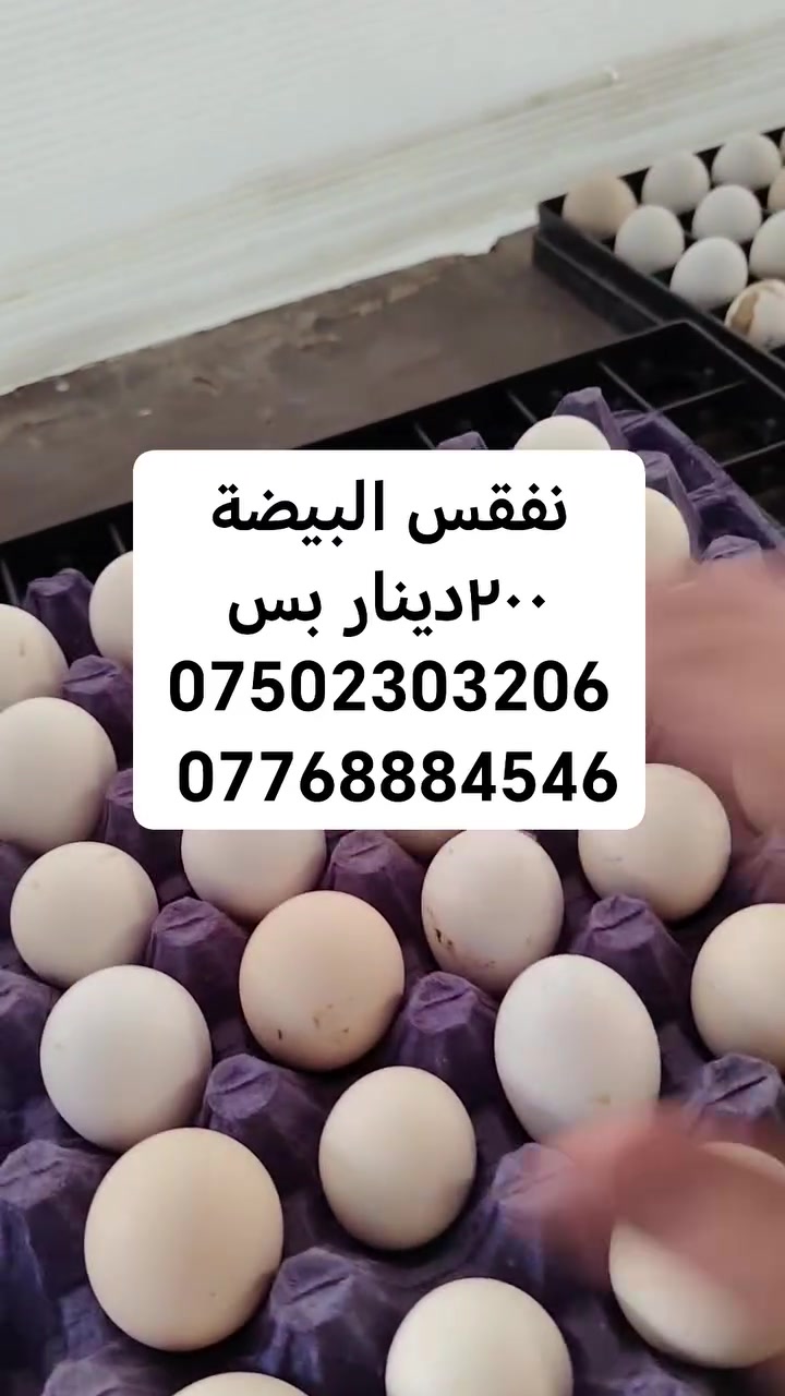 8/9
عرض خاص سع/ر تفقيس بيضة ٢٠٠ دينار 
أهلاً بك، إذا كان لديك بيض دجاج مخصب وتريد تفقيسه في الموصل، فإن "مفقس عبد الرحمن" في كوكجلي يُعد من أفضل الخيارات المتاحة حالياً بناءً على تقييمات المربين، حيث يوفر خدمات التفقيس بأسعار مناسبة وأجهزة حديثة محدثة لضمان أعلى نسبة نجاح. [1]

إليك تفاصيل المفقس 
مفقس عبدالرحمن 
أفضل المفاقس لاستقبال وتفقيس البيض بالموصل

مفقس عبد الرحمن:

الموقع: الموصل، كوكجلي، مقابل بنزين خانة الهاشمي.

الميزات: يعلن عن تحديث وصيانة شاملة للأجهزة لضمان نسب تفقيس ممتازة.

الهاتف: *********** أو ***********. [1]
