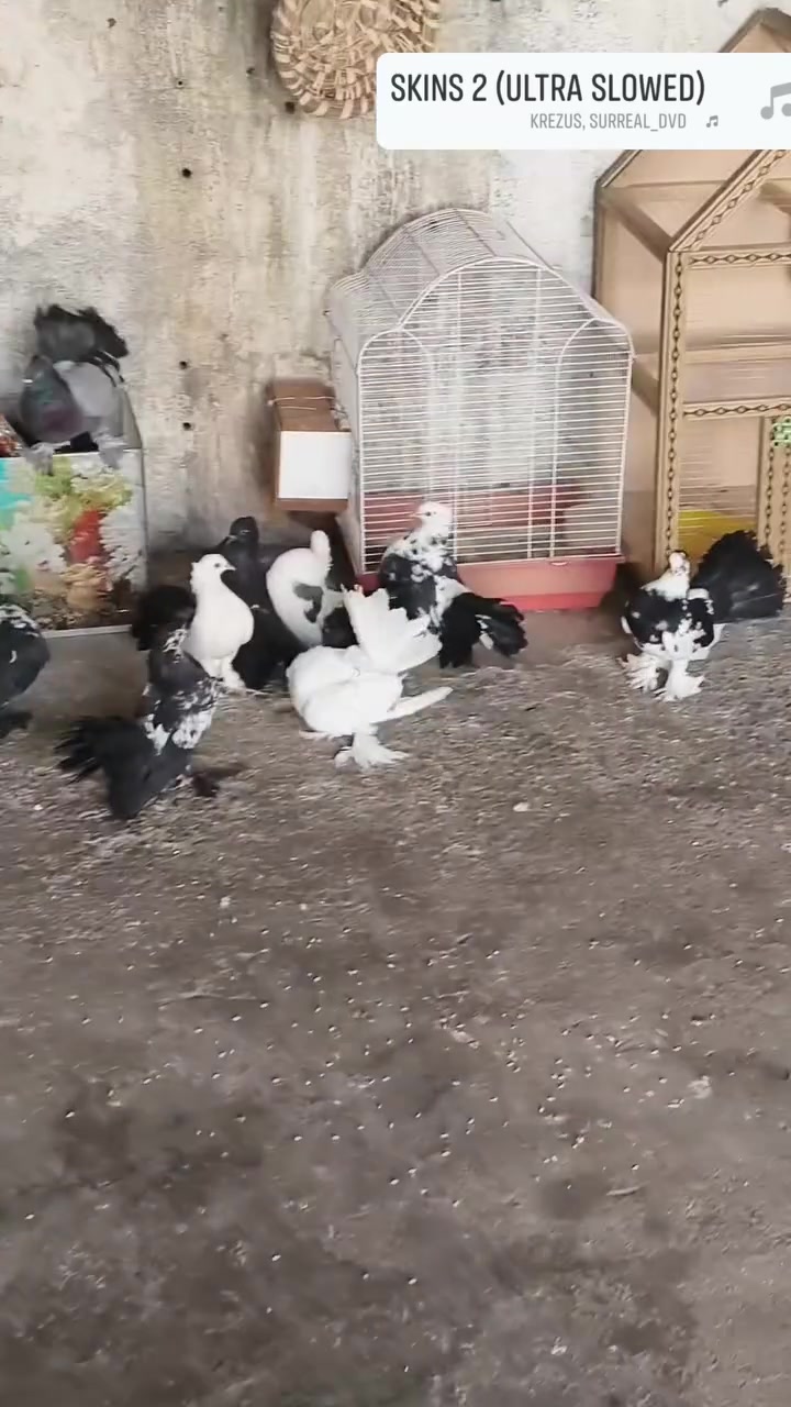 عواريس • للبيع