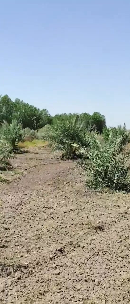 مزرعه للبيع مكانه الفضليه ورى سكة القطار  مساحته 3 دوانم تحتوي ع أصناف نخل نوعيه جيده نظامه تقطير مجربه بالزراعه أرض كلش حلوه النهر قريب عليه والكهرباء والشارع 
بسبب الحاجة مستعجلين ع بيعته 
صاحب الأرض ***********
هذا الفيديو جديد تصوير إله
