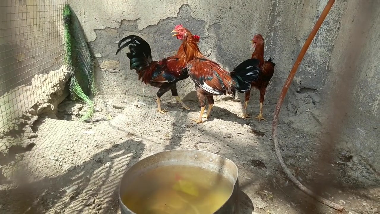 ديوجه حلوات لبيع سعر نتصال***********
