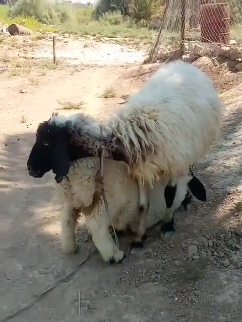 السلام عليكم تفصيل داخل الفيديو مكان تاجي مشاهده خان القديم ***********//***********
