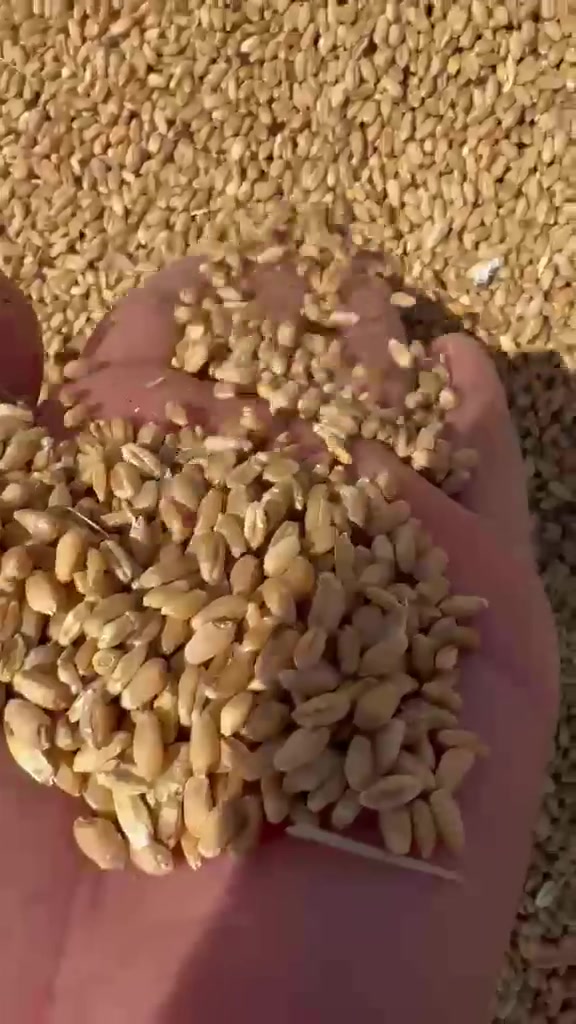بسم الله الرحمن الرحيم يوجد حنطه شرط عربيه بنت المغلف العنوان الحمزه الغربي قرب خط السريع للتواصل ***********@

