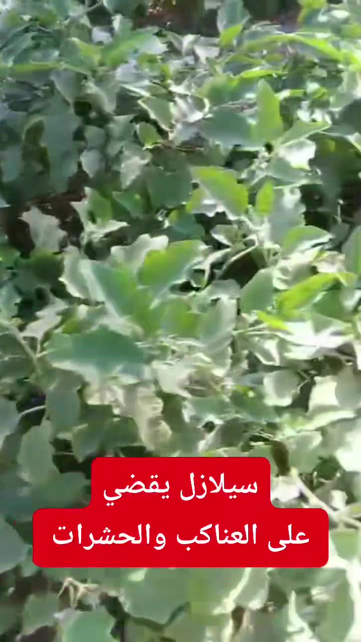 من قضاء طوز خرماتو – محافظة صلاح الدين

فيديو من أحد الأخوة الكرام يوثّق نتائج استخدام السيلازل في مكافحة العناكب والحشرات، وما حققه من نتائج ملموسة على النباتات. 🌿

🔹 السيلازل… نتائج وأمان
حل فعّال للعناية بالمحاصيل وحمايتها من أضرار العناكب والحشرات.

📍 طوز خرماتو – محافظة صلاح الدين

للمزيد من المعلومات والاستفسار 
مكتب النور الزراعي ( شركة الماس الاصفر ) 
الوكيل كاك كروان في كردستان العراق 
📞 للاستفسار:
***********
#السيلازيل #مكافحة_الآفات #الزراعة #الزراعة_في_العراق #المزارعين #المحاصيل_الزراعية #وقاية_النبات #الارشاد_الزراعي #الزراعة_الحديثة #Agriculture
