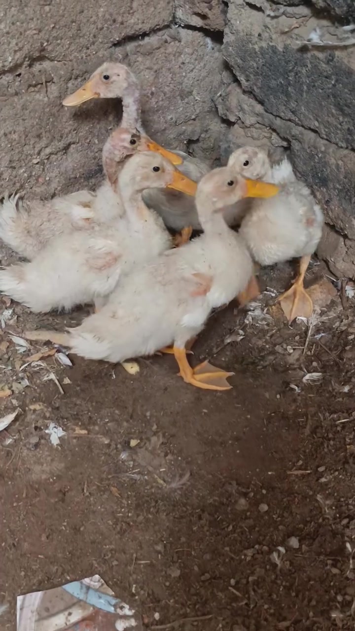 بشوش • عدد ٥ • بلفهود