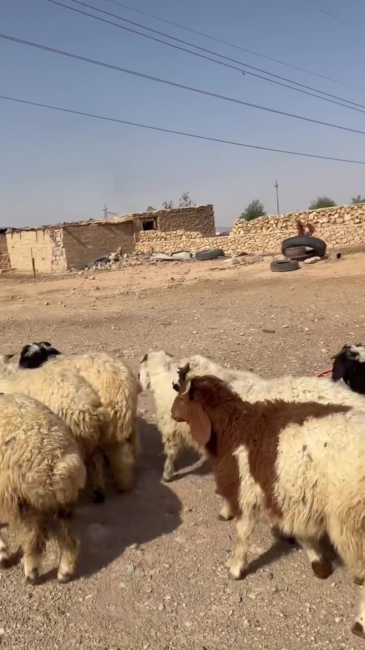 ٩ طليان • حلوات • نصاح