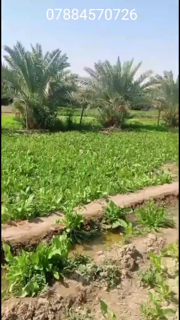 ازديناويه • بستان وبيت • ٣١٠٠م